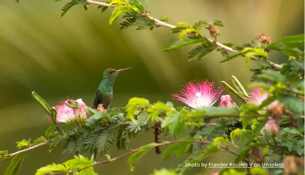 La protection de la biodiversité : un enjeu syndical !