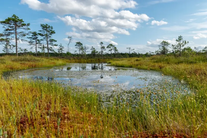 Biodiversité: le Parlement européen adopte la loi sur la restauration de la nature