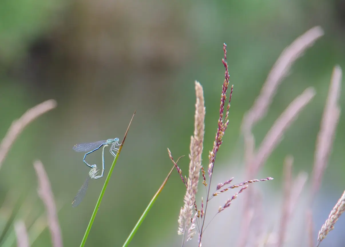 Stratégie biodiversité 360° pour la Wallonie - Et vous, qu’en pensez-vous ?