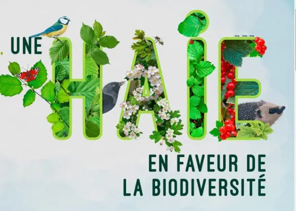 Une haie en faveur de la biodiversité