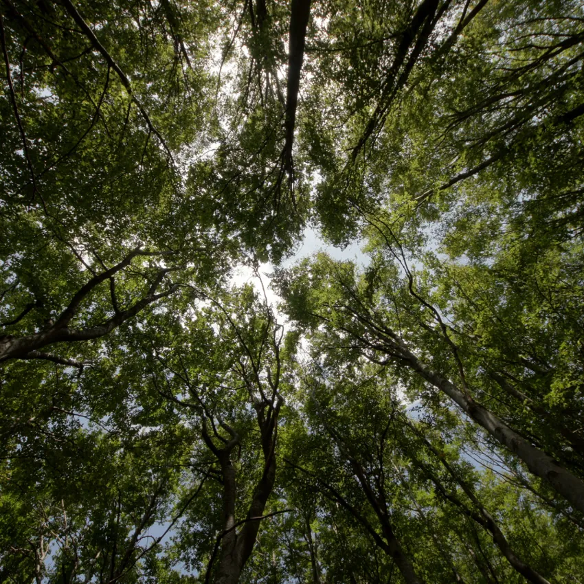 LES CELLULES ENVIRONNEMENT